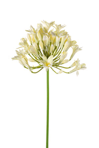 Agapanthus künstlich - 1 Stiel - Creme