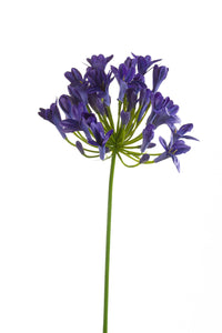 Agapanthus artificial - 1 tallo - violeta oscuro