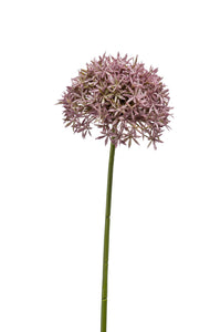 Allium artificial - 1 tallo - violeta