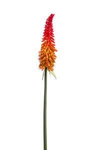 Artificial kniphofia - 1 stem - Orange/red