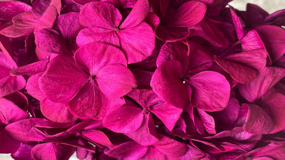 Preserved hydrangea Kiara - 1 head -  Magenta purple