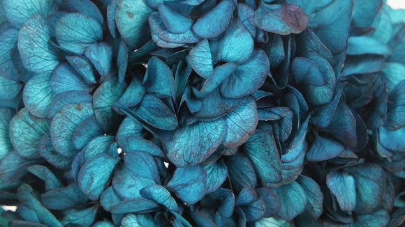 Preserved hydrangea - 1 head - Sapphire blue